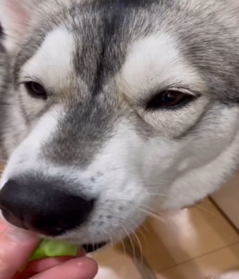 ブロッコリーを食べる犬