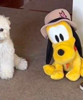 ビションフリーゼのぱおちゃんは…