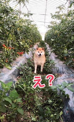 虚無感漂う表情の柴犬