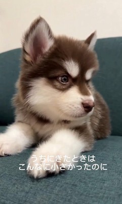 琥珀くんの成長記録