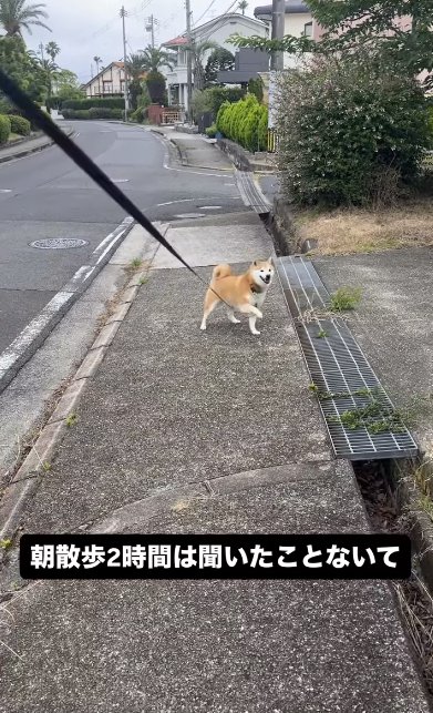 散歩中に立ち止まりリードに片手をかける柴犬