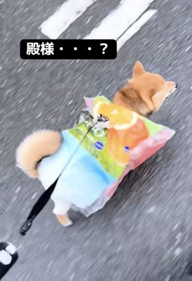 殿様が着ている、肩の尖った服に似ている