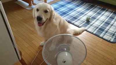 扇風機の前を独り占めするギンちゃん2