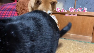慌てて出てくるももちゃん