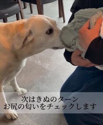 赤ちゃんのお尻の匂いを嗅ぐ犬