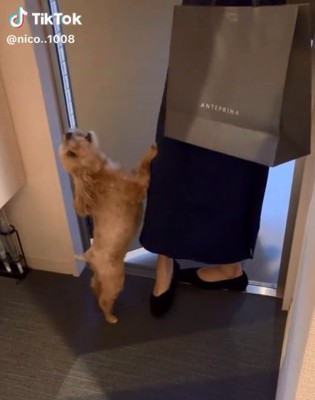 吠えるニコちゃん