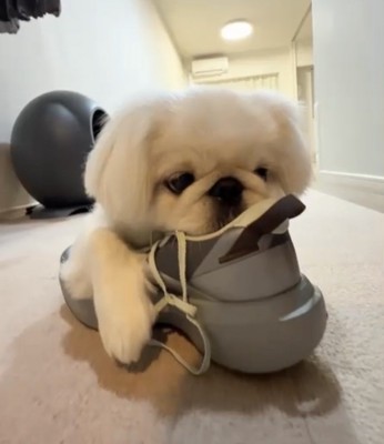 うっとりする犬