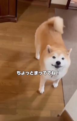 笑顔で振り返る柴犬