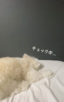 寝床チェックするぽぽちゃん2