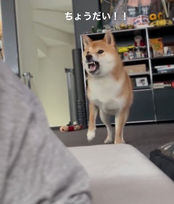 突然吠える柴犬