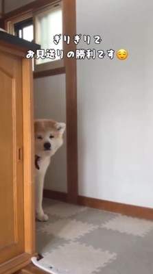 玄関を出ようとする飼い主を見つめる犬
