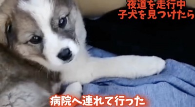 病院へ向かう子犬