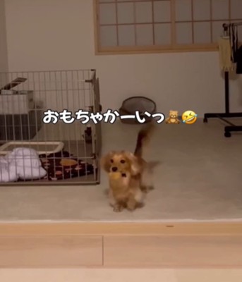 おもちゃをくわえた犬1