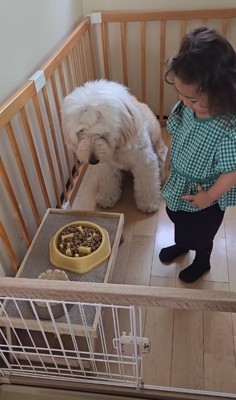 ご飯の前でお座りをする犬と隣に立つ子供