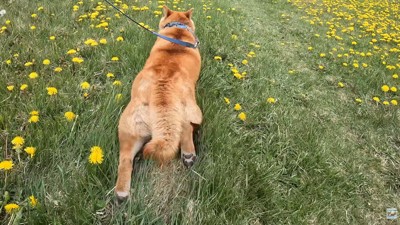 再び数センチほふく前進