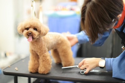 トリミングサロンと犬