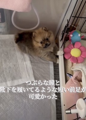 ケージの前で伏せするポメラニアンの子犬