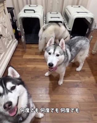 正面を見ている2匹のハスキー犬