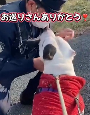 見上げる犬