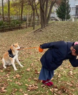 それでも動かない秋田犬