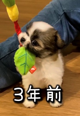 おもちゃで遊ぶ子犬
