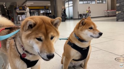 ナラちゃん&ソラくんとママの再会2