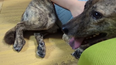 雷を怖がるりゅうさん＆励ます家族5