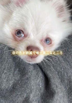 個性的なカラーの瞳