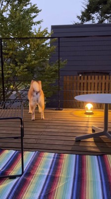 ウッドデッキに立つ親犬