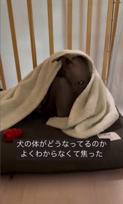 ソファで丸まるプットくん3