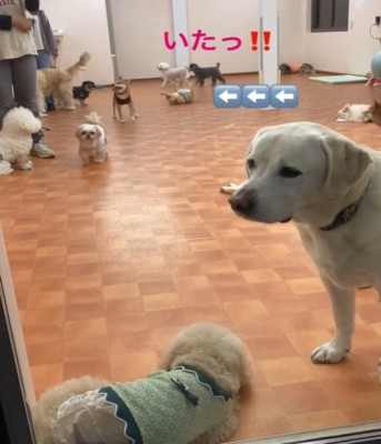 奥で遊ぶ犬