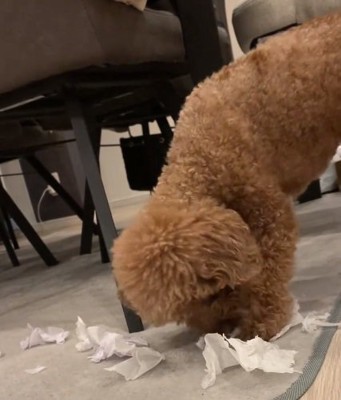 ひとり遊びに夢中なアフロくん2