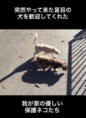 優しい保護猫たち