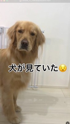 飼い主を見つめる犬