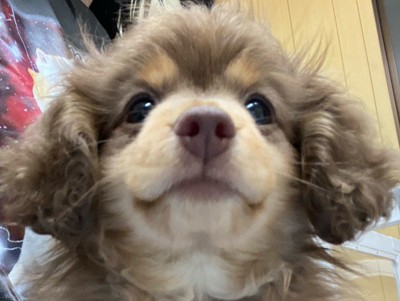 ハーマイオニーに似ている！