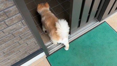 満足そうにお家の中へ