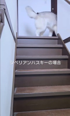 クーちゃんとルナちゃんの反応⑩