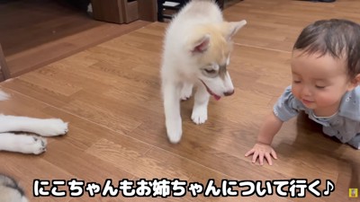 ハイハイの応援をするにこちゃん