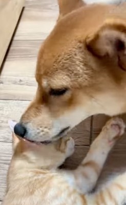 子猫を毛繕いする犬