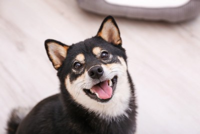 キラキラした表情で見つめる犬