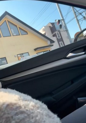 隠れようとする犬