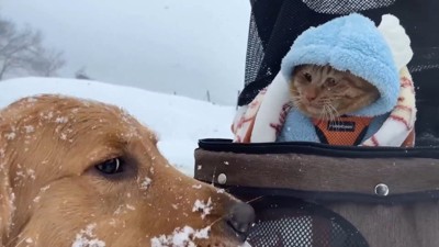 よもぎちゃん＆だいず君の雪への反応8