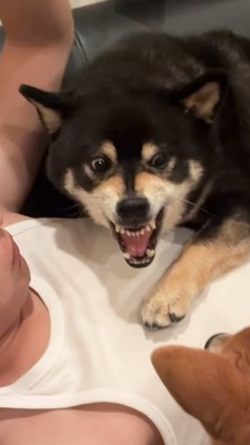 牙を出して威嚇する黒柴