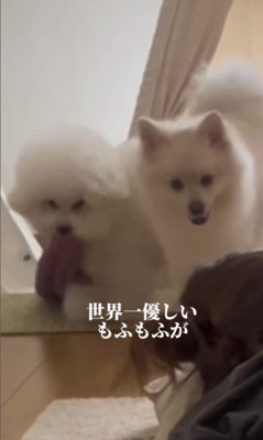 飼い主さんが寝ていた時のエマくん&ハルくん3