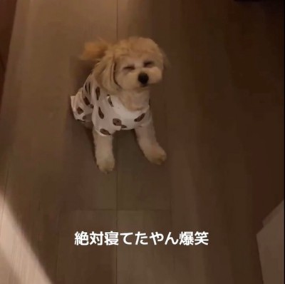 廊下で目を細めて座る犬