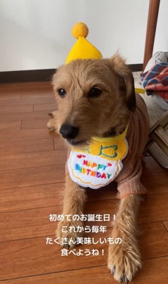 お迎え後のどん君の変化9