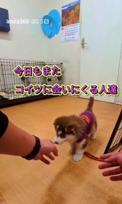 子犬ばかり卒業していく…