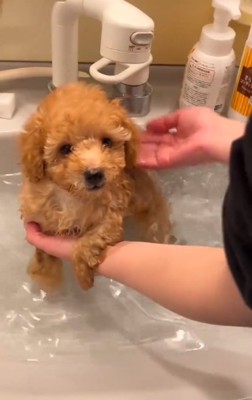 キョトン顔のふくくん