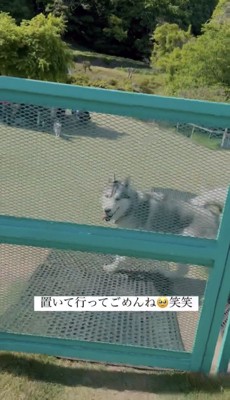 フェンス越しに駆け寄ってくる犬