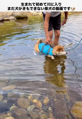 浮いたまま動けない柴犬